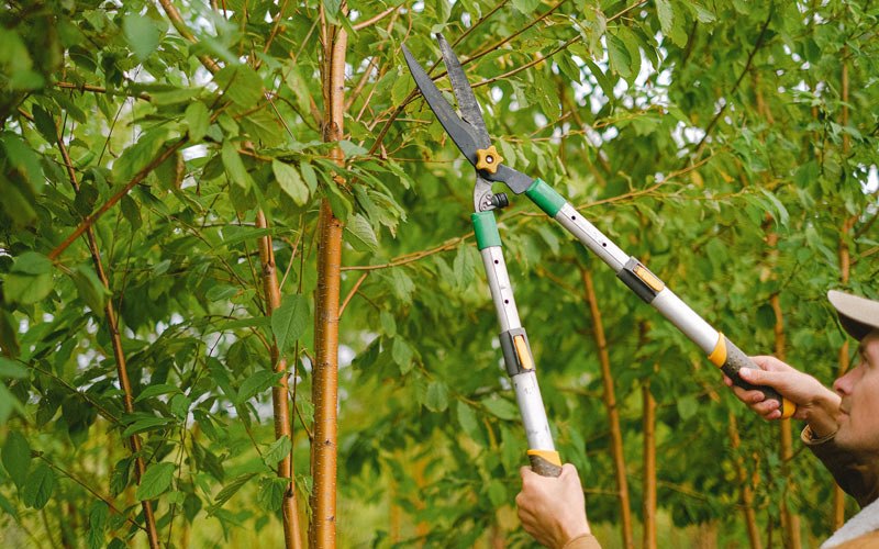 Tree trimming in Van Wert, IA